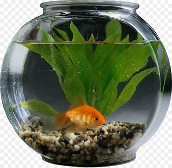 Goldfish Cat Aquarium Pet - Aquarium 