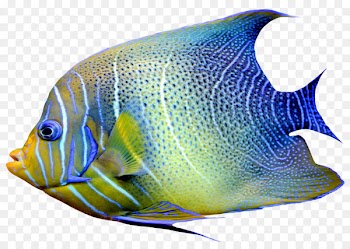 Goldfish Chaetodon Angelfish Clip art - Fishing 