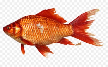 Goldfish Clip art - fish background 