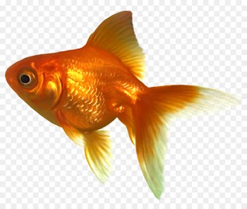 Goldfish Clip art - Goldfish Swimming Cliparts 