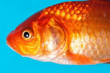 Goldfish close up. Free public | Free Photo - rawpixel