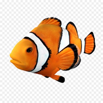 Goldfish Clownfish Angelfish Tropical fish - fish 