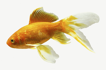 Goldfish collage element  psd | Free PSD - rawpixel
