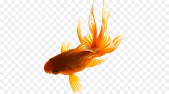 Goldfish Download - goldfish 