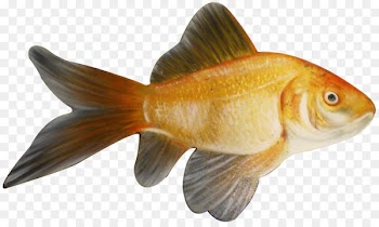 Goldfish Feeder fish Animal - fish 