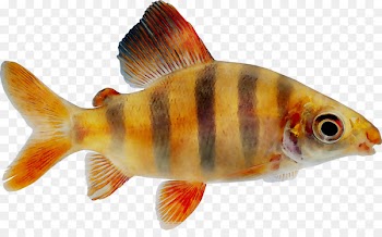 Goldfish Feeder fish Freshwater aquarium -  