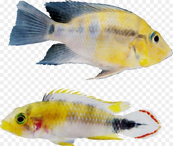 Goldfish Feeder fish Freshwater aquarium -  
