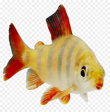 Goldfish Feeder fish Perch Fish products -  