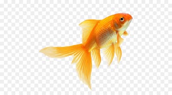 Goldfish Fin Download - fish 