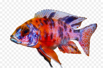 Goldfish Freshwater aquarium Coral reef fish Marine biology -  