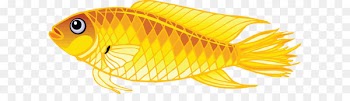 Goldfish Iridescent shark - Gold Fish Png Image 