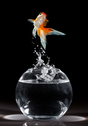 goldfish jumps upwards from an aquarium on a dark background