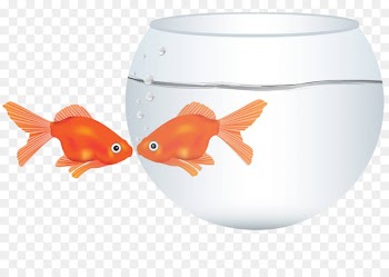 Goldfish Kissing gourami Illustration - Hand painted kissing fish 