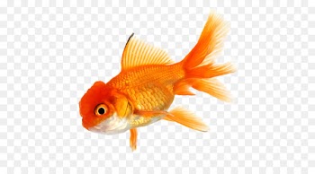 Goldfish Koi Aquarium Tropical fish - fish 
