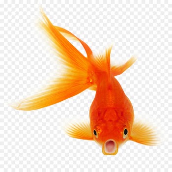 Goldfish Koi Clip art - Real Fish PNG Clipart 