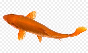 Goldfish Koi pond Carp - fish 