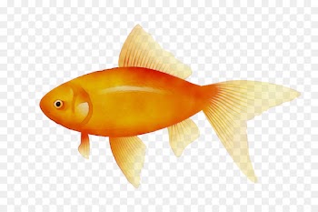 Goldfish Koi Pufferfish Portable Network Graphics -  