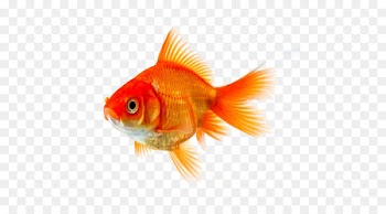 Goldfish Koi Siamese fighting fish Clip art - fish 