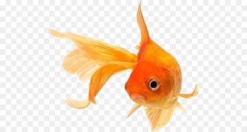 Goldfish Koi Stock photography Siamese fighting fish - fish bowl 