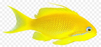 Goldfish Lossless compression Coral reef fish - fish 