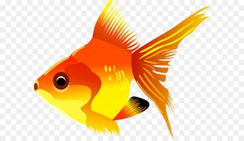 Goldfish Marine biology Graphics Fauna - gold fish PNG image 