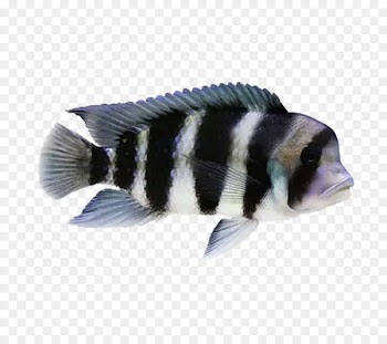 Goldfish Ornamental fish Cichlid - Ornamental fish 