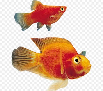 Goldfish Ornamental fish Clip art - fish 