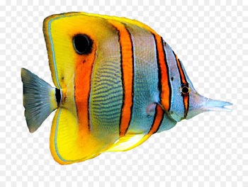 Goldfish Pet Cat Aquarium - fish 