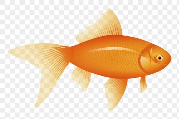 Goldfish pet png sticker, transparent | Free PNG - rawpixel