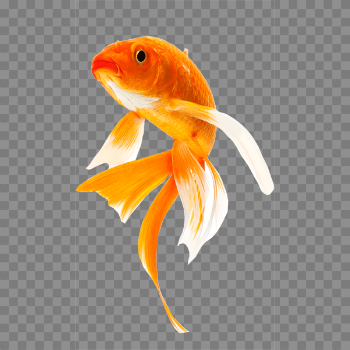 Goldfish PNG