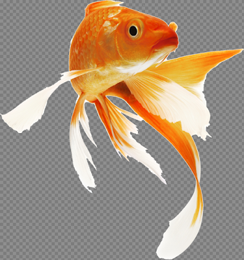 Goldfish PNG images free download
