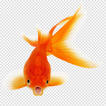 Goldfish PNG Photo Background