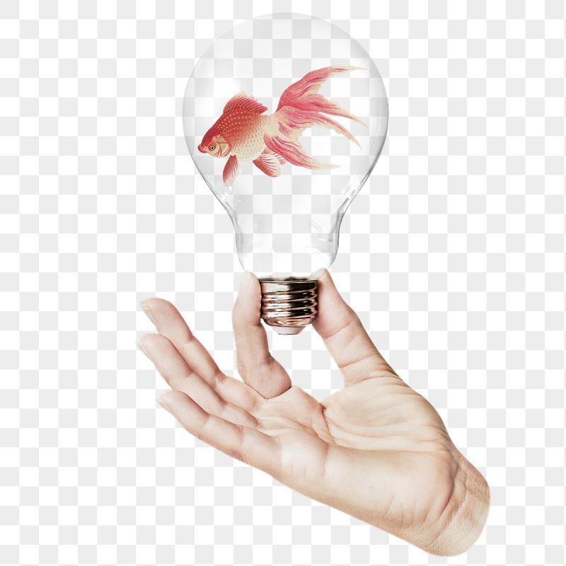 Goldfish png sticker, hand holding | Free PNG - rawpixel