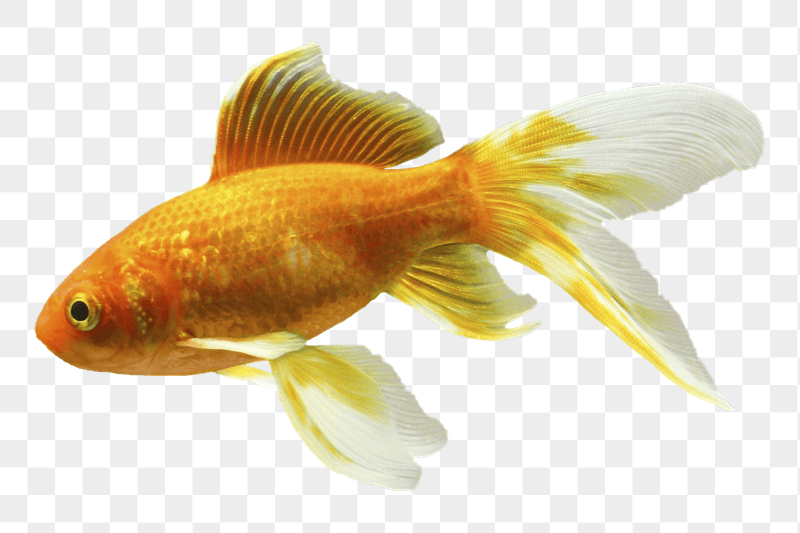 Goldfish png sticker, transparent background | Free PNG - rawpixel