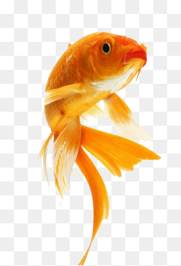 Goldfish Png, Vector, PSD, and Clipart With Transparent Background ...