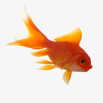 Goldfish Png, Vector, PSD, and Clipart With Transparent Background ...