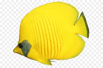 Goldfish Portable Network Graphics Clip art Freshwater angelfish Emperor angelfish - fish 