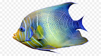 Goldfish Portable Network Graphics Ray-finned fishes Clip art - fish 