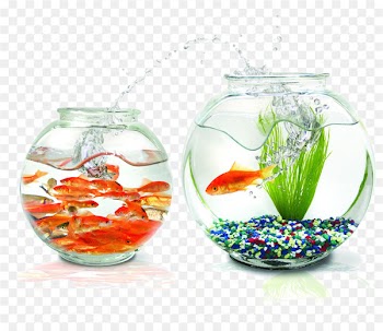 Goldfish Praneetha Fish Aquariums Wallpaper - Circular tank 