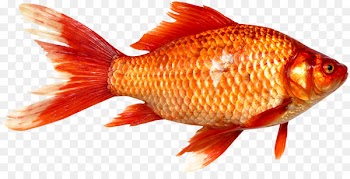 Goldfish Prussian carp Fish as food - Fish 