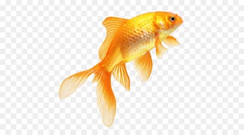 Goldfish - Real Fish PNG Transparent Image 