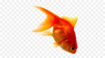 Goldfish Sabze Haft-sin Design Mandarinfish -  