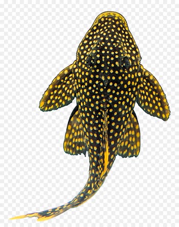 Goldfish Shark Suckermouth catfish Tropical fish - fish 
