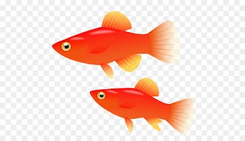 Goldfish Southern platyfish Computer Icons Clip art - No Fish Cliparts 