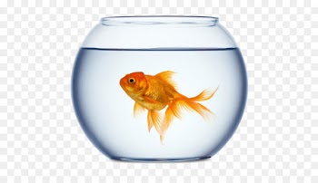 Goldfish Stock photography Aquarium Royalty-free - fish 