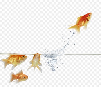 Goldfish Stock photography Feeder fish Paper - goldfish 