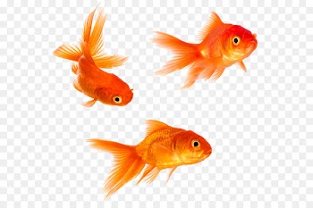 Goldfish Stock photography Royalty-free - goldfish 