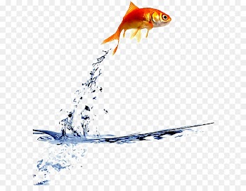 Goldfish Stock photography Royalty-free - others 