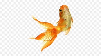 Goldfish Stock photography Tropical fish Feeder fish - fish 