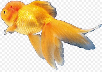 Goldfish Tropical fish Ornamental fish - fish 